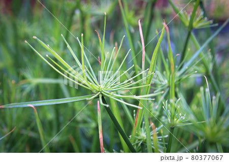 Macro of cyperus papyrus or Nile Grass growing 80377067