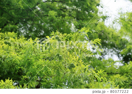 ラクウショウの実 80377222