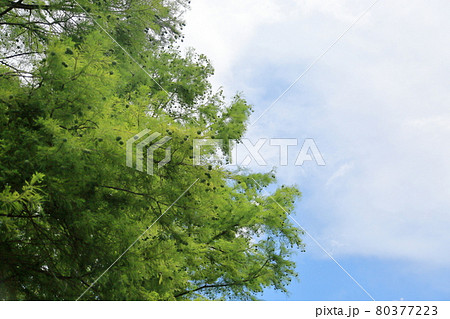 ラクウショウの実 ラクウショウの実 80377223