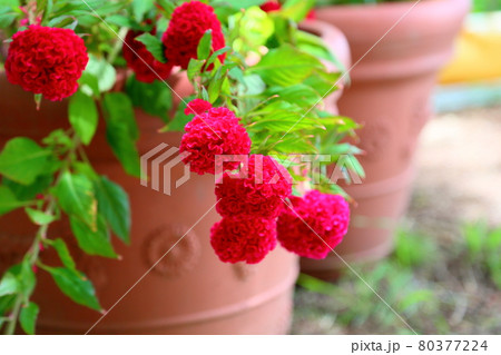 ケイトウの花 80377224