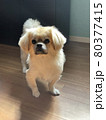 元気な姿 80377415