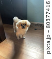 元気な姿 80377416