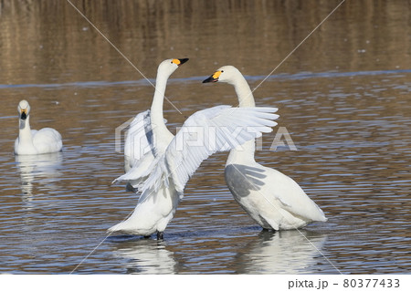 向かい合うハクチョウのツガイ 80377433