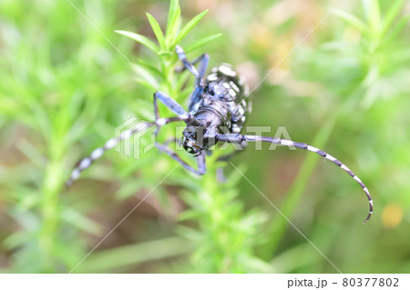 ゴマダラカミキリ（埼玉県/7月） 80377802