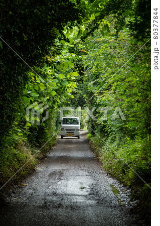 木漏れ日の道 80377844