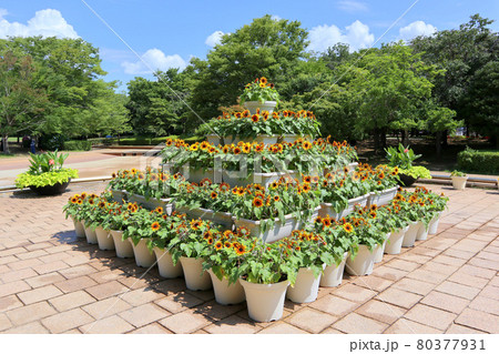 ふなばしアンデルセン公園。ひまわりの鉢植えピラミッド（7月）千葉県船橋市 80377931