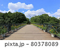 ふなばしアンデルセン公園。太陽の橋。ひまわりの鉢植え（7月）千葉県船橋市 80378089