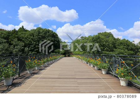 ふなばしアンデルセン公園。太陽の橋。ひまわりの鉢植え（7月）千葉県船橋市 80378089