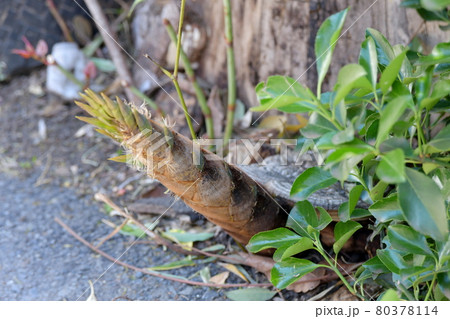 コンクリートの隙間から生えてきたタケノコ 80378114