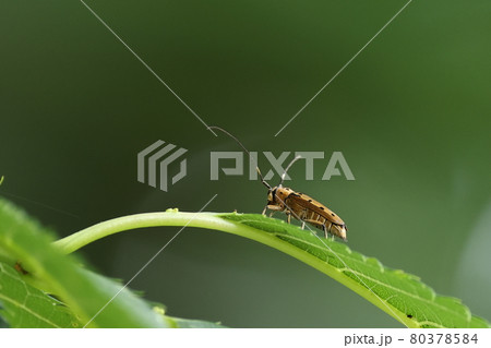 生き物　昆虫　ヤツメカミキリ、全身に産毛を纏った体は天鵞絨の様な質感 80378584