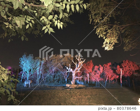 夜の動物園ナイトズーのライトアップ-シマウマ 夜の動物園ナイトズーのライトアップ-シマウマ 80378646