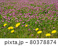 レンゲ草とタンポポ 80378874