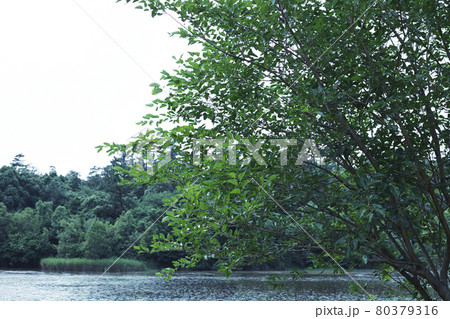 公園の水辺の風景 公園の水辺の風景 80379316