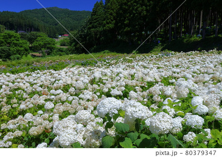 岩手県一関市 みちのくあじさい園 白い紫陽花アナベルの花畑の写真素材