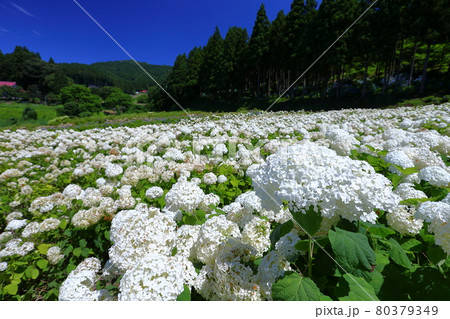 岩手県一関市 みちのくあじさい園 白い紫陽花アナベルの花畑と青空の写真素材