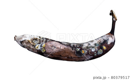 Moldy brown banana isolated on white background. Old rotten fruit. 80379517