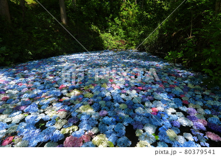 岩手県一関市　みちのくあじさい園　紫陽花の水中花 80379541