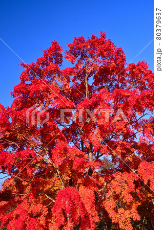 軽井沢見晴台の紅葉 軽井沢見晴台の紅葉 80379637