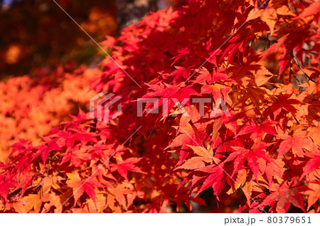 軽井沢見晴台の紅葉 80379651