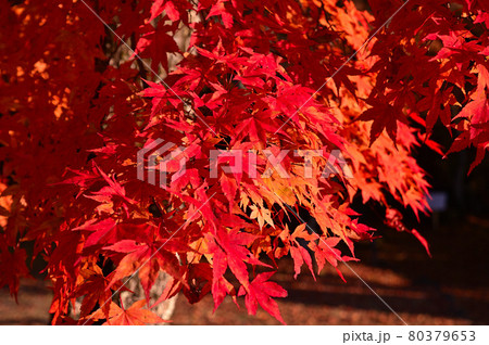 軽井沢見晴台の紅葉 軽井沢見晴台の紅葉 80379653