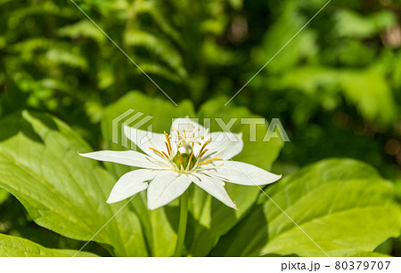 花の百名山火打山 衣笠草の写真素材