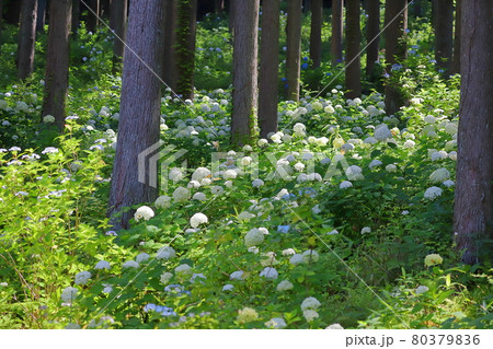 岩手県一関市 みちのくあじさい園 森の中の白い紫陽花アナベルの写真素材