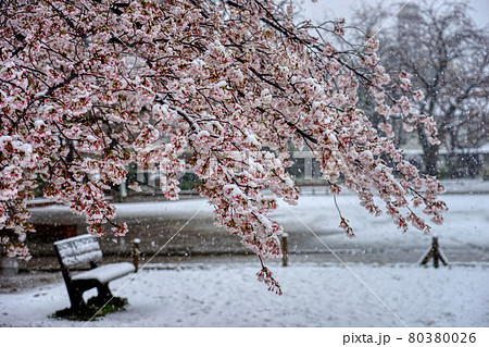 さくら　桜　雪　桜と雪　降る　春　花 HDR 80380026