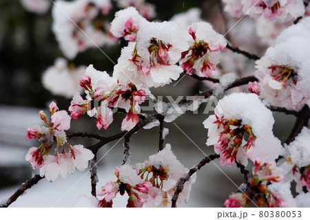 さくら 桜 雪 桜と雪 降る 春 花 さくら 桜 雪 桜と雪 降る 春 花 80380053