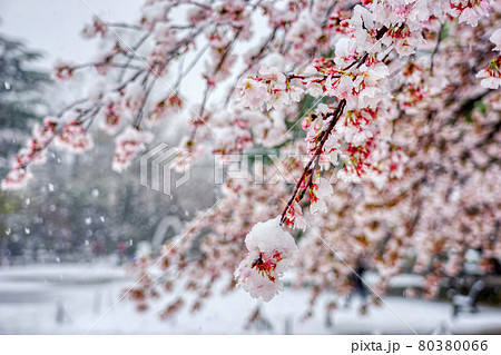 さくら 桜 雪 桜と雪 降る 春 花 HDRの写真素材 [80380066] - PIXTA