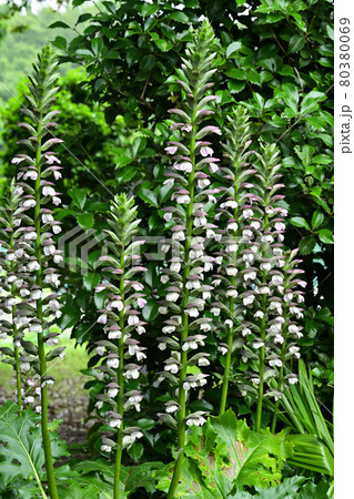 アカンサス 80380069