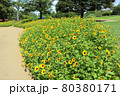 ふなばしアンデルセン公園。ひまわり花壇（7月）千葉県船橋市 80380171