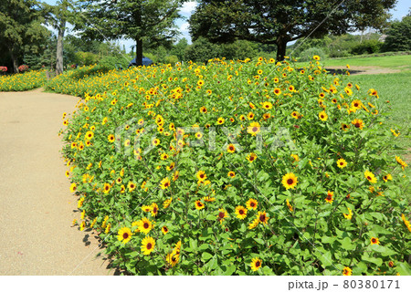 ふなばしアンデルセン公園。ひまわり花壇（7月）千葉県船橋市 80380171
