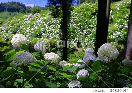 岩手県一関市 みちのくあじさい園 白い紫陽花アナベルの絶景エリアの写真素材