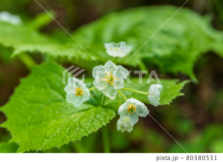 花の百名山火打山 サンカヨウ朝霧に 濡れて透明の花の写真素材