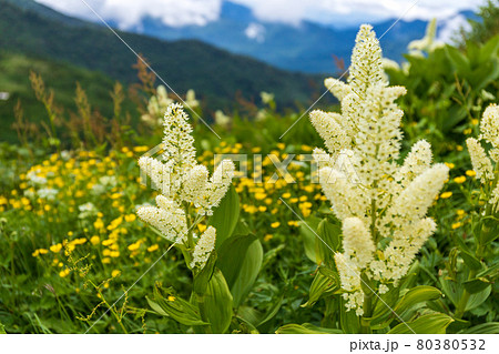 花の百名山火打山コバイケイソウとミヤマゲンポウの写真素材