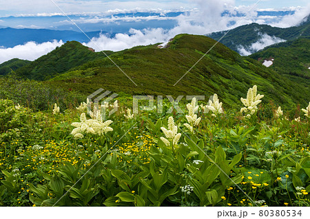 花の百名山火打山コバイケイソウとミヤマゲンポウの写真素材