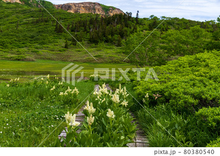 花の百名山火打山天狗の庭 80380540