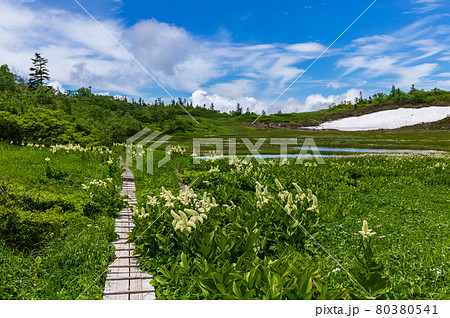 花の百名山火打山　天狗の庭 80380541