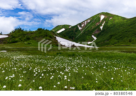 花の百名山火打山 天狗の庭の写真素材