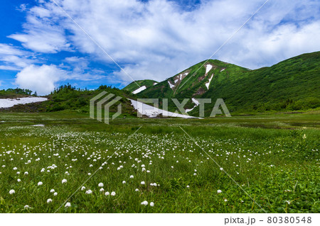 花の百名山火打山 天狗の庭ワタスゲの写真素材