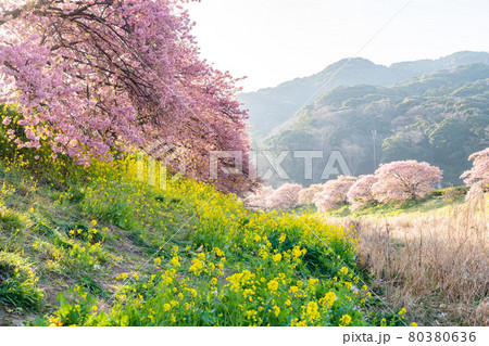 みなみの桜 菜の花 まつり 快晴 みなみの桜 菜の花 まつり 快晴 80380636