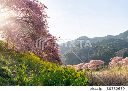 みなみの桜 菜の花 まつり 快晴 みなみの桜 菜の花 まつり 快晴 80380639