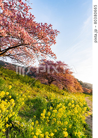 みなみの桜 菜の花 まつり 快晴 80380665