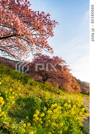 みなみの桜 菜の花 まつり 快晴 みなみの桜 菜の花 まつり 快晴 80380666