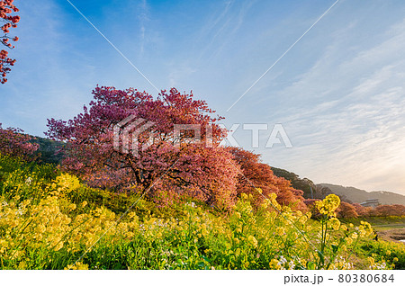 みなみの桜 菜の花 まつり 快晴　早朝 80380684