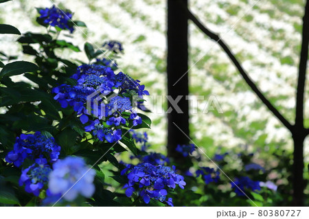 岩手県一関市 みちのくあじさい園 白い紫陽花アナベルの花畑エリアでの写真素材