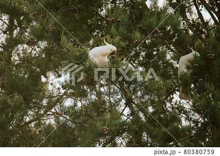 White Cockatoo bird sitting in a tree. 80380759
