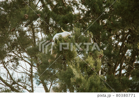 White Cockatoo bird sitting in a tree. White Cockatoo bird sitting in a tree. 80380771