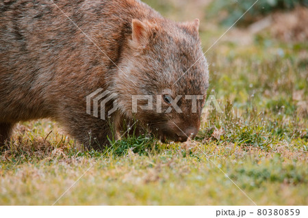 Common wombat, Kangaroo valley, NSW, Australia Common wombat, Kangaroo valley, NSW, Australia 80380859
