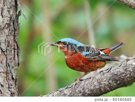 ヒメイソヒヨ_20130519_5662 80380889